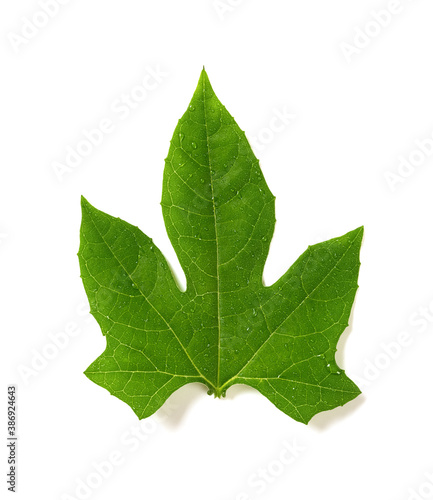 fresh and wet green leaf on white background