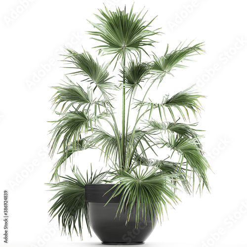  Fan palm in a pot isolated on white background © Yurii