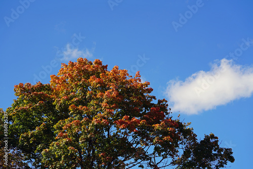 beautiful colors in autumn from a maple tree on a sunny day