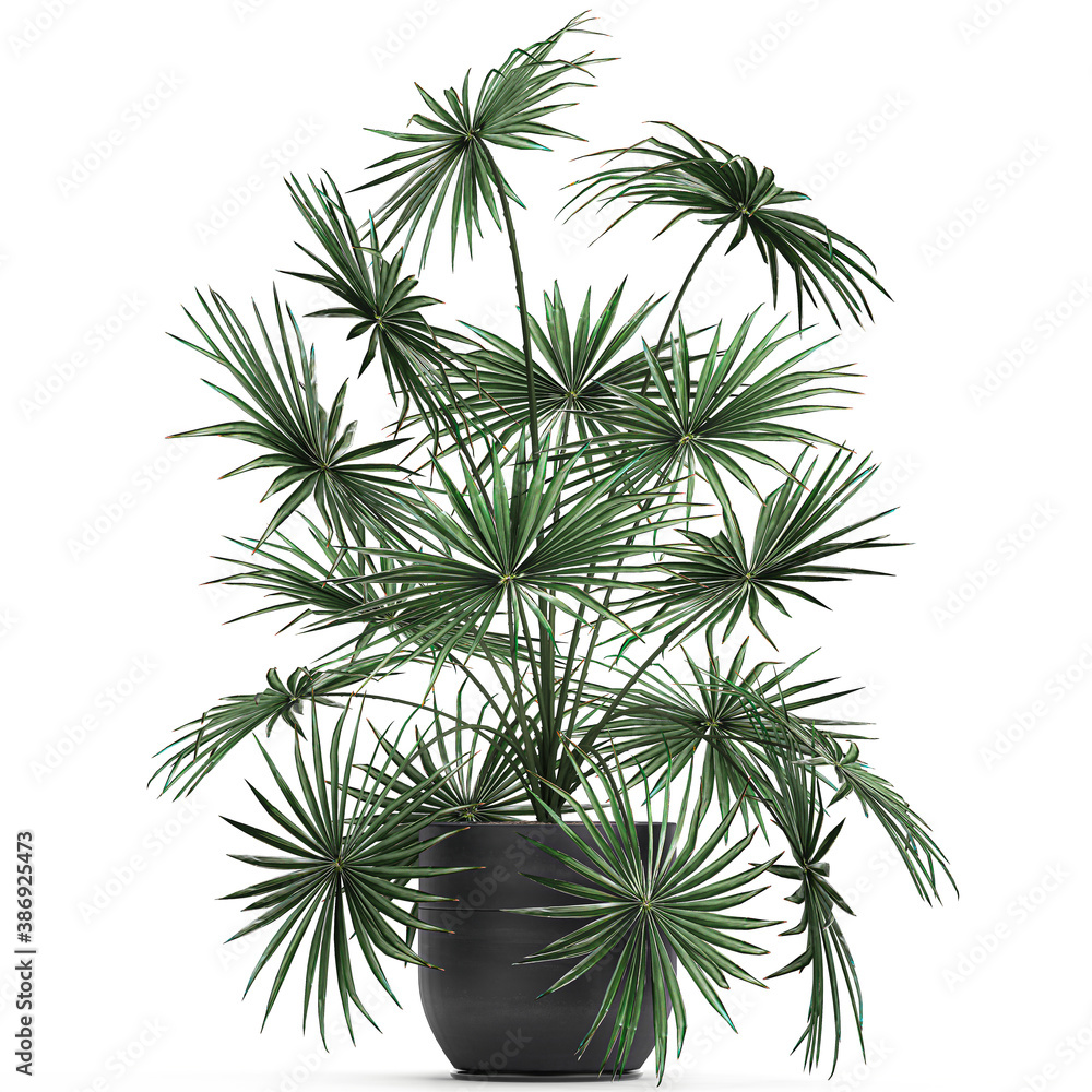  Fan palm in a pot isolated on white background
