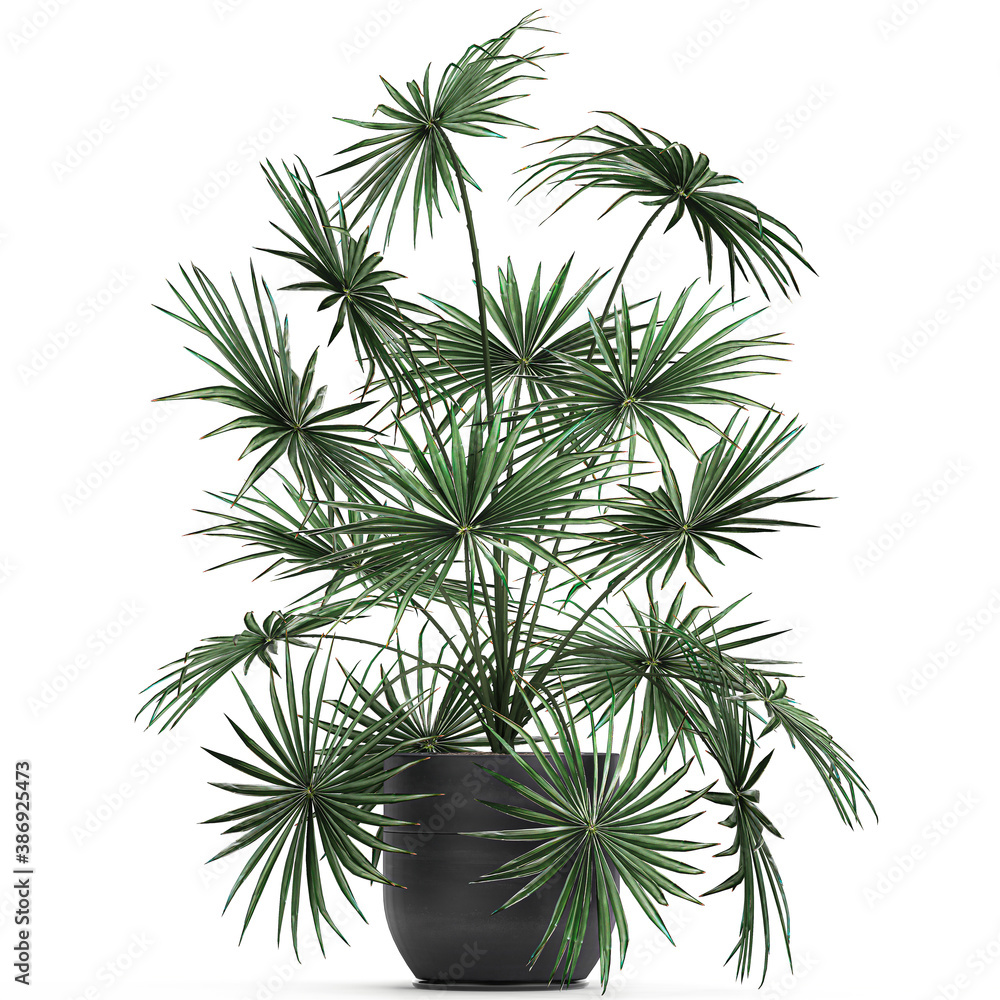 Fan palm in a pot isolated on white background Fan palm in a pot isolated on white background