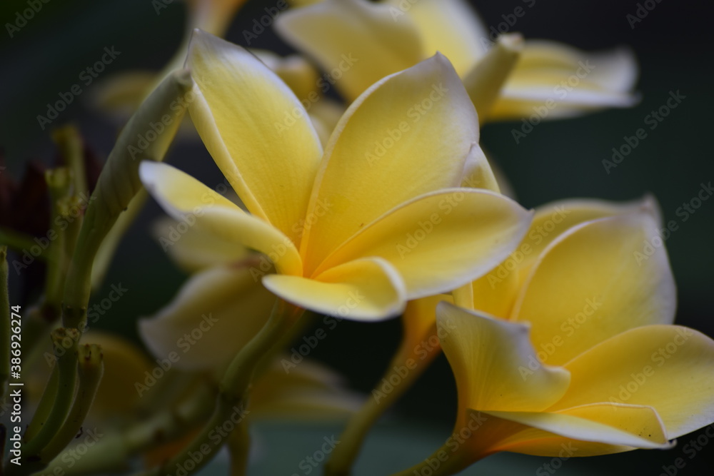 Fototapeta premium yellow flower