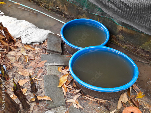 A blue plastic bowl with black water is placed on the ground.