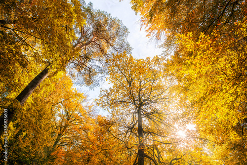 Vivid autumn colors in the forest during autumn season