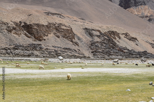 flock of sheep in the mountains in the way of pangong lake