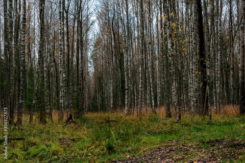 Autumn forest landscape with birch trunks.