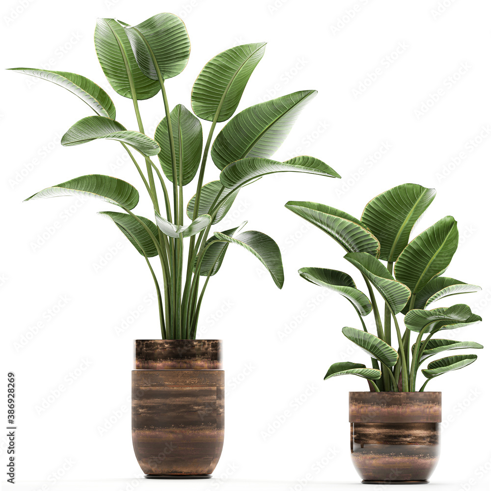 tropical plants Strelitzia in a pot on a white background tropical plants Strelitzia in a pot on a white background