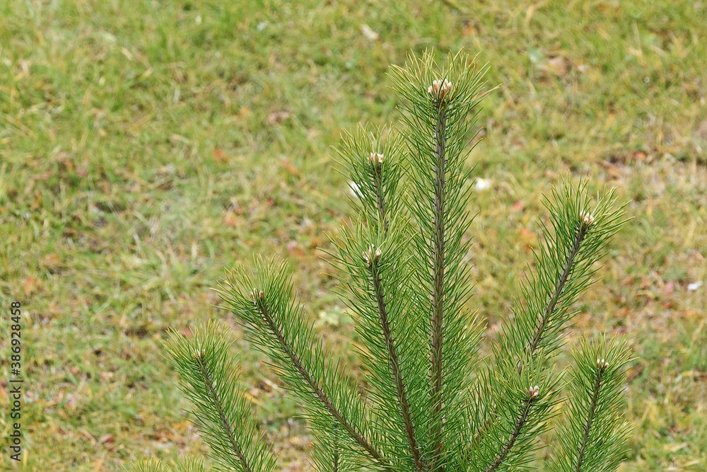 Top branches of young pine close-up Top branches of young pine close-up