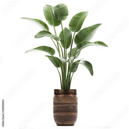 tropical plants Strelitzia in a pot on a white background