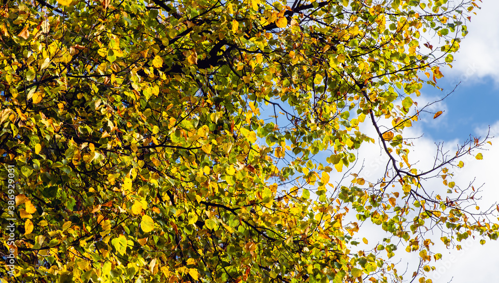 autumn in Europe, colours like during an Indian summer, with leafs of stunning trees as background, wallpaper and greeting card. autumn in Europe, colours like during an Indian summer, with leafs of stunning trees as background, wallpaper and greeting card.
