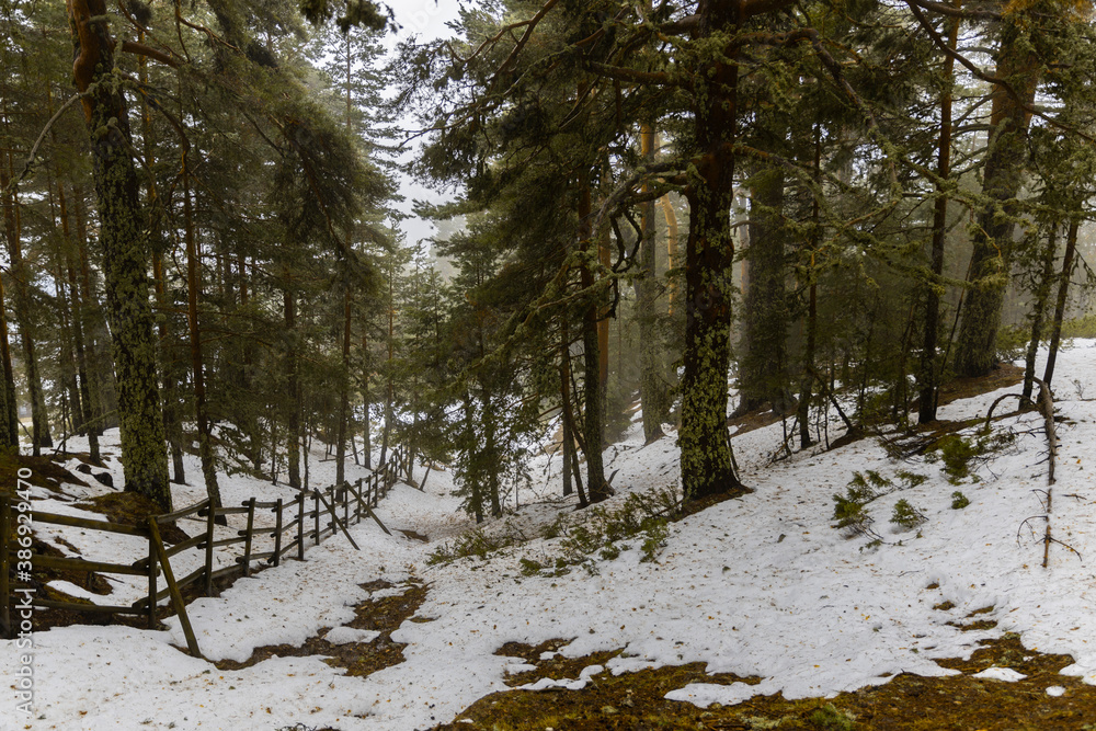 Obraz premium Bosque de pinos nevado y con niebla