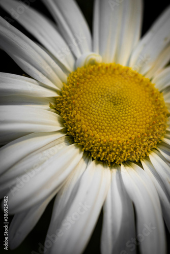 Macro of daisy