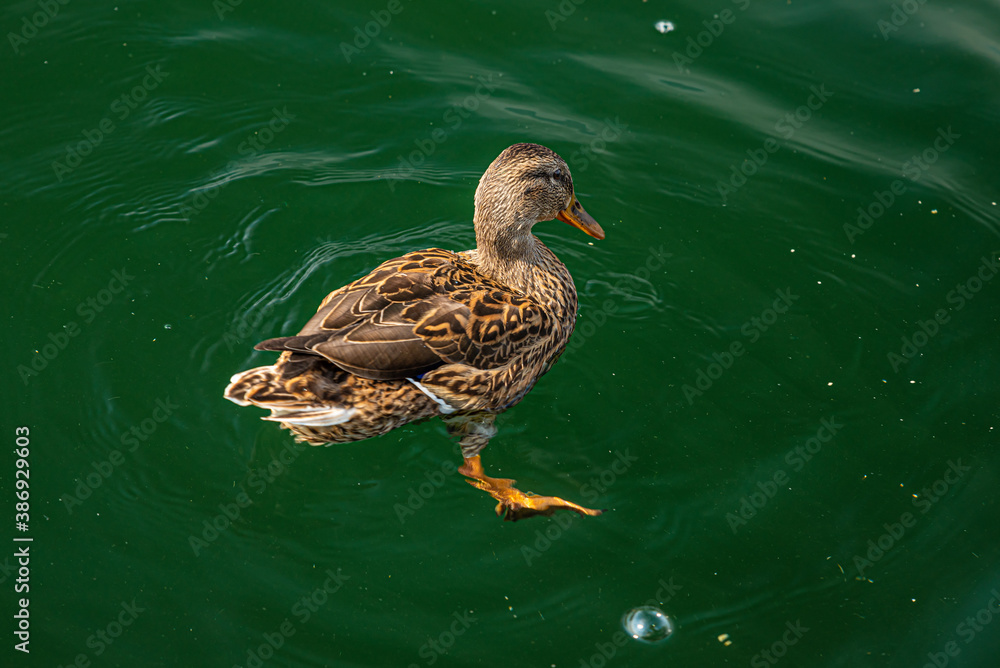 Avigliana, Italy. October 10th, 2020. Female specimen of Mallard duck in autumn on Lago Grande di Avigliana, in the province of Turin. Avigliana, Italy. October 10th, 2020. Female specimen of Mallard duck in autumn on Lago Grande di Avigliana, in the province of Turin.