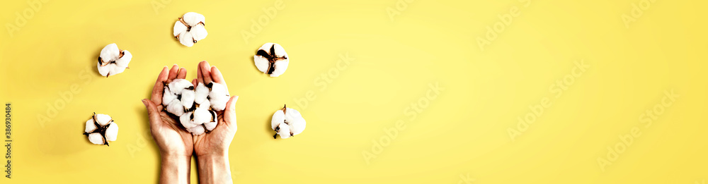 Female hands holding cotton flowers - flat lay Female hands holding cotton flowers - flat lay