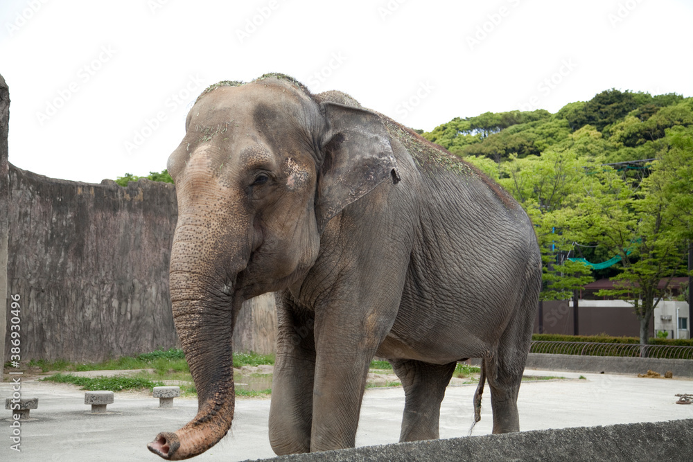 Naklejka premium 動物園のゾウ