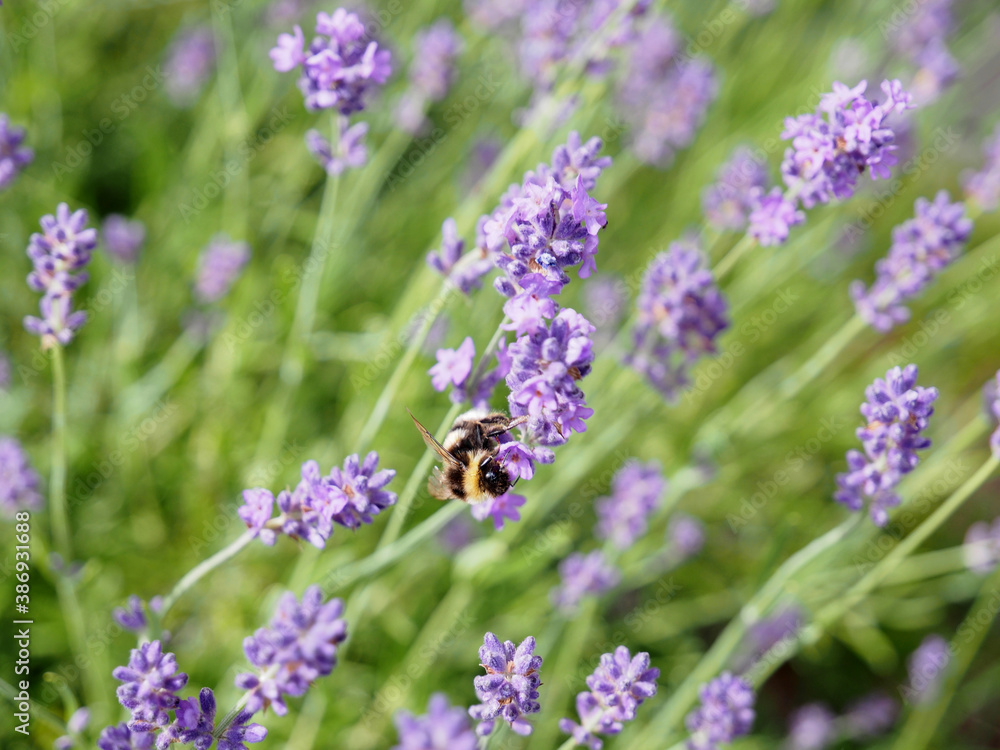 Lavender flowers. Bumblebee and pollination. Lavender flowers. Bumblebee and pollination.