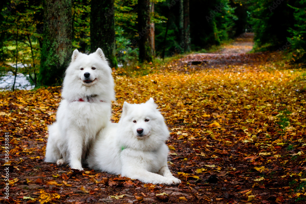 Fototapeta premium white samoyeds dogs in the autumn view