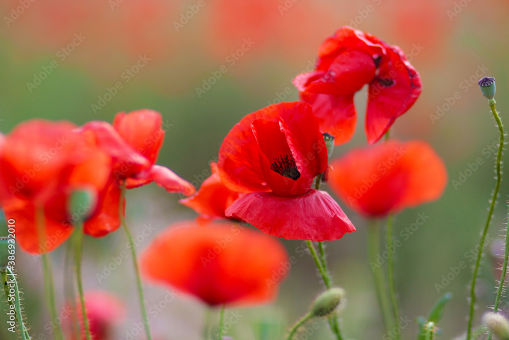Obraz premium Blooming poppy field. Red poppy flower close up