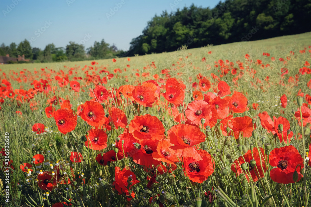 Obraz premium Red common field poppies flowering in the early summer.
