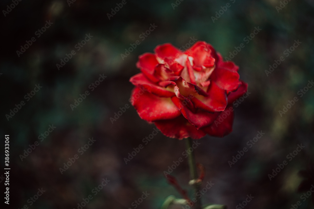 red rose on shallow dark green background