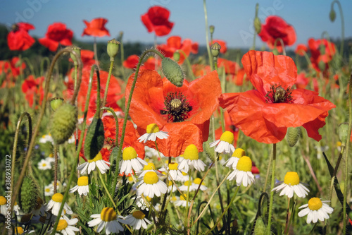 Red common field poppies and chamomile daisies flowering in the early summer.