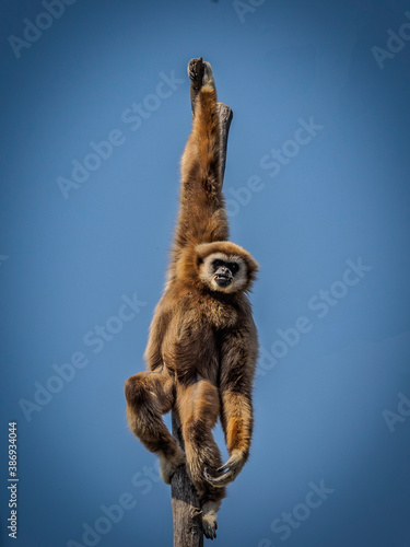 Gibbon Tiergarten Schönbrunn photo