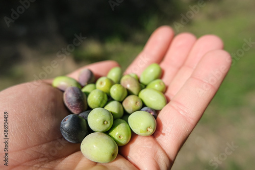 Man hand view holding harvested Italian olives,extra virgin olive oil production 