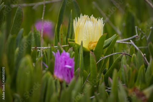 Yellow and purple beach flowers