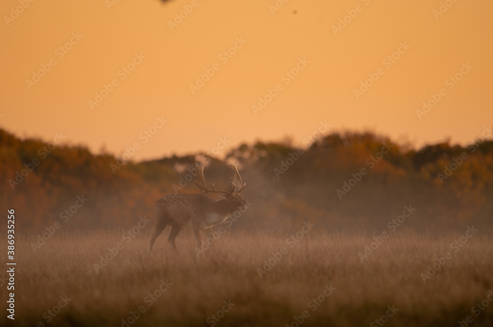 Naklejka premium Rutting fallowbuck