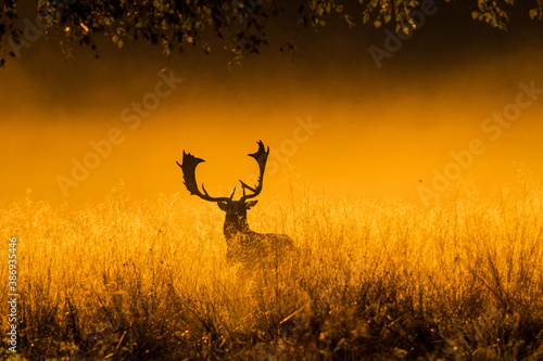 Fallowbuck in the mist