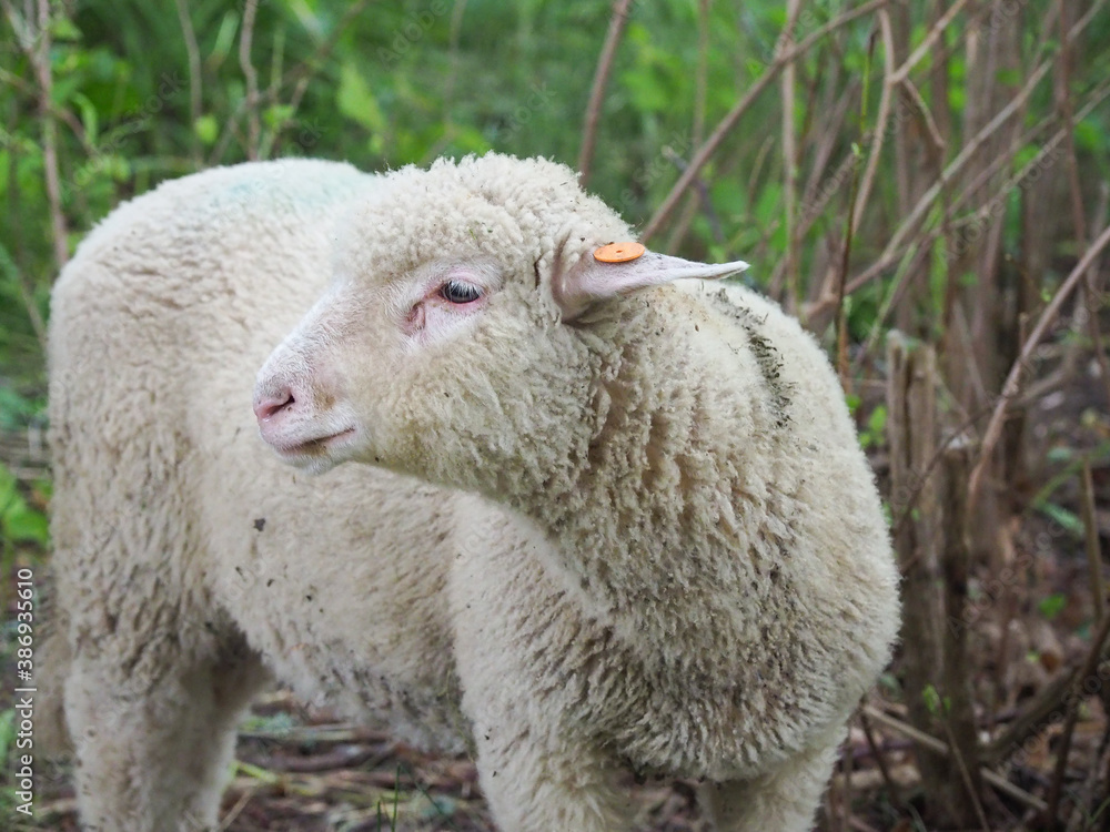 Sheep in nature on meadow. Farming outdoor. Sheep in nature on meadow. Farming outdoor.