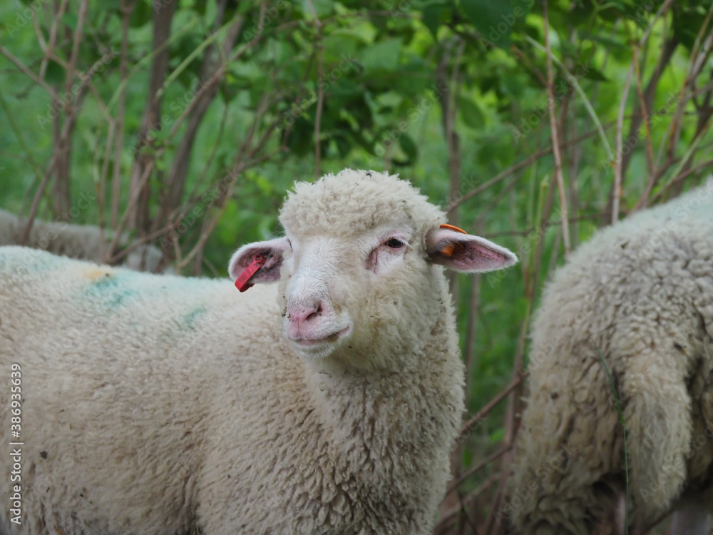 Sheep in nature on meadow. Farming outdoor. Sheep in nature on meadow. Farming outdoor.