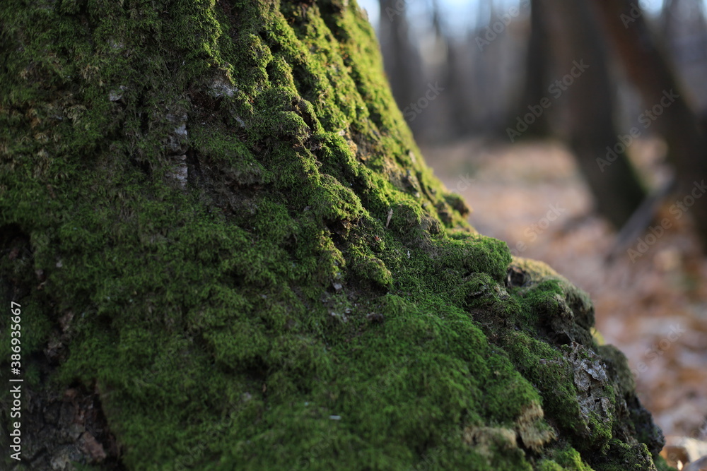 moss covered tree moss covered tree