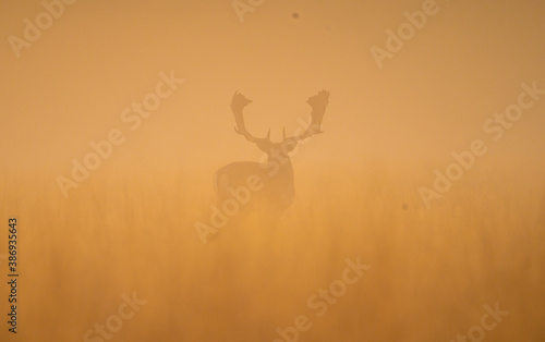 Fallowbuck in the mist