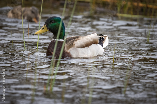 duck in the water