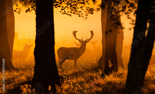 Fallowbuck in the mist