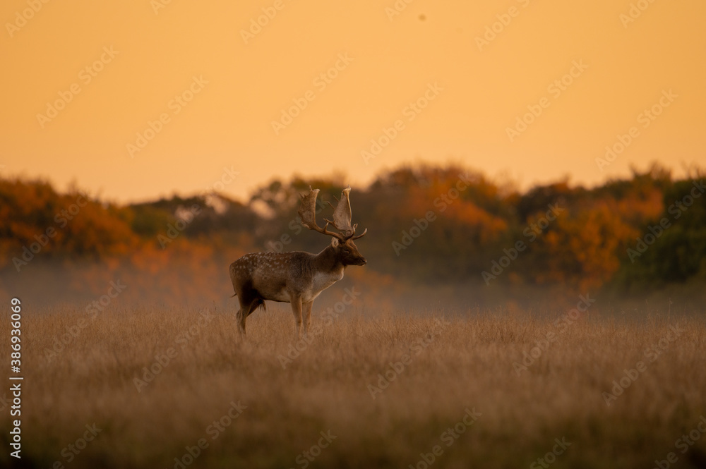 Fototapeta premium Rutting fallowbuck