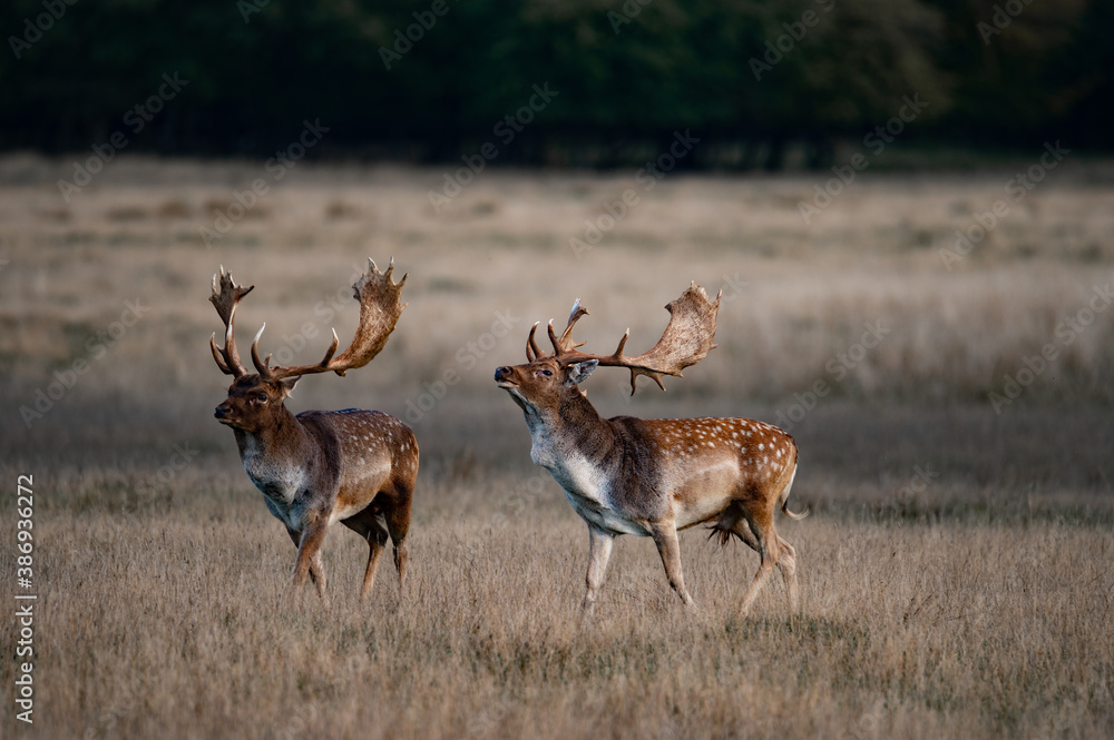 Naklejka premium Rutting fallowbuck