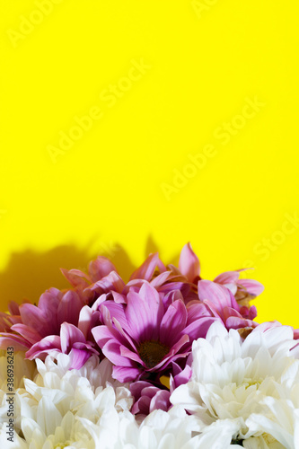 white and purple daisies on a yellow background. Postcard concept.