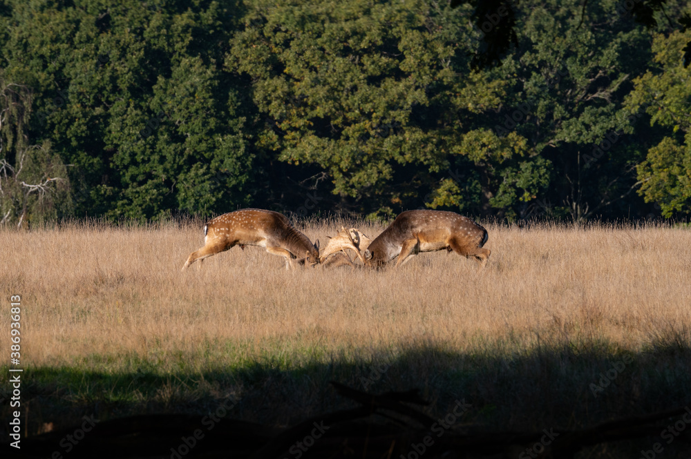 Naklejka premium Rutting Fighting fallowbuck