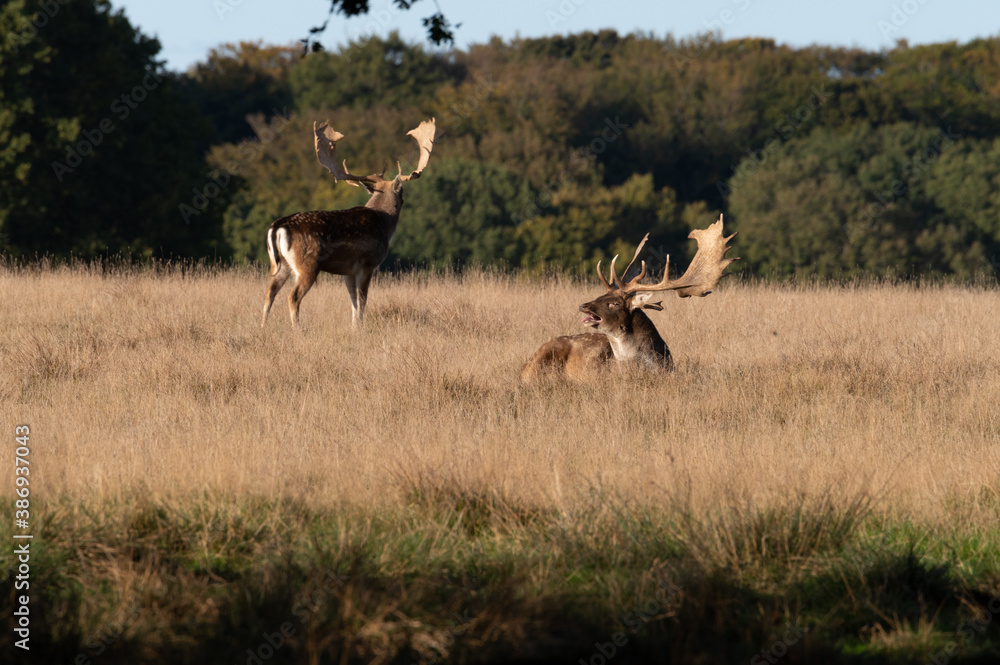 Rutting fallowbuck Rutting fallowbuck
