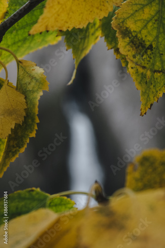 autumn leaves on the tree