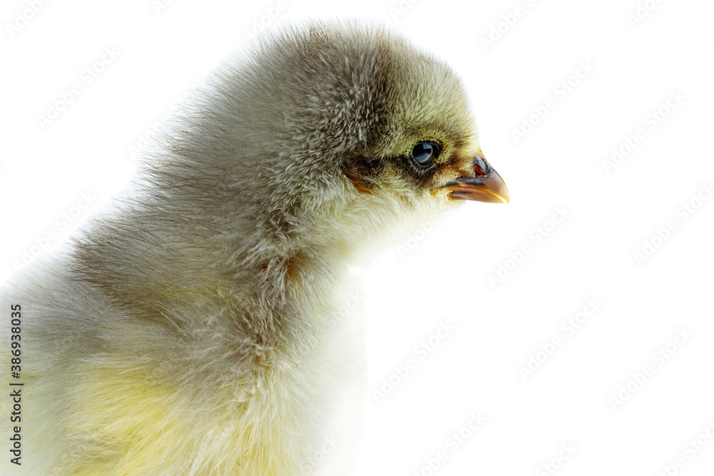 Tiny gray chicken. Portrait Tiny gray chicken. Portrait