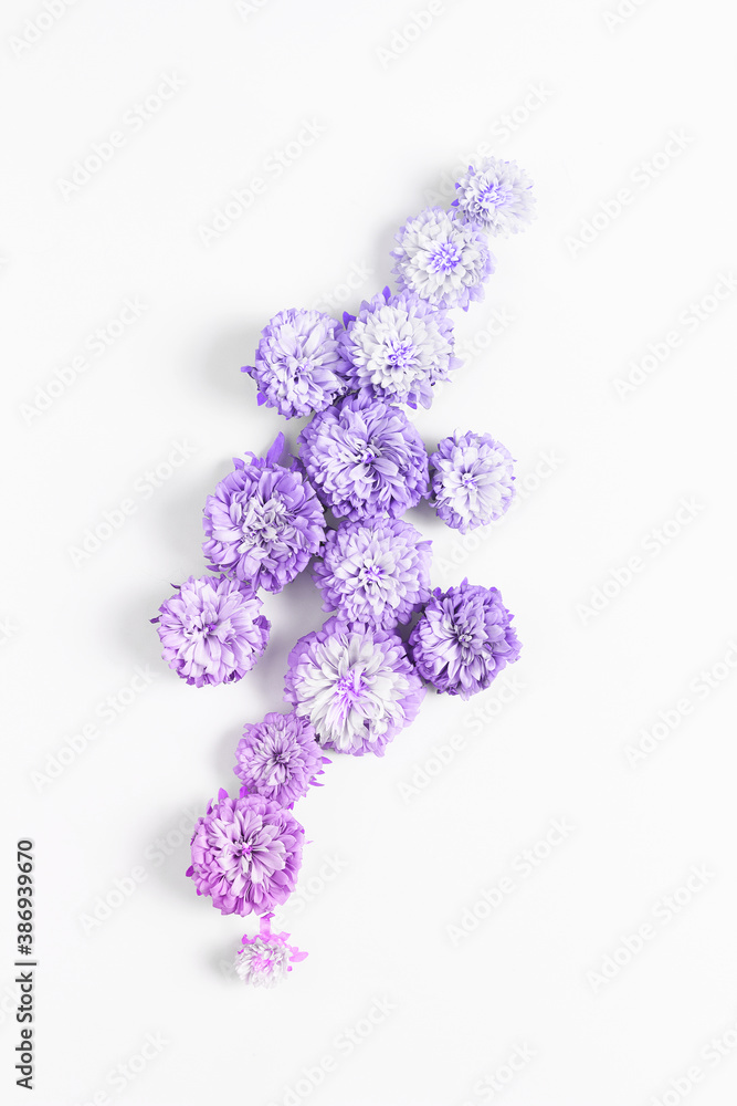 minimalistic floral arrangement on a white background. fresh asters flower toned a gradient purple - pink, flat lay
