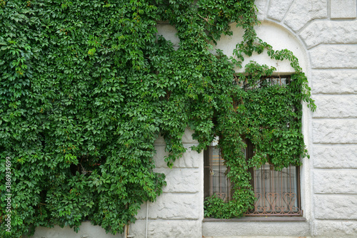 Green Creeper Plant on the wall. Old classic building facade with ivy covered wall.	