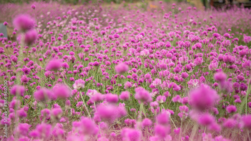 Obraz premium Gomphrena pulchella Fireworks flower in a garden.Selective focus pink flower.