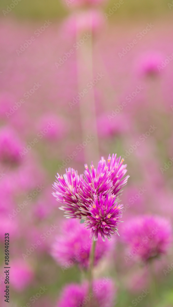 Fototapeta premium Gomphrena pulchella Fireworks flower in a garden.Selective focus pink flower.