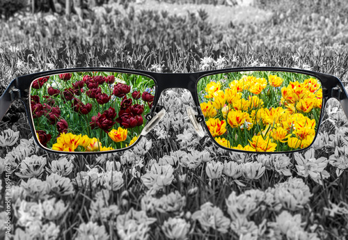 View of colorful tulips in glasses and monochrome background. Different world perception. Optimism, hopefulness, mental health concept.