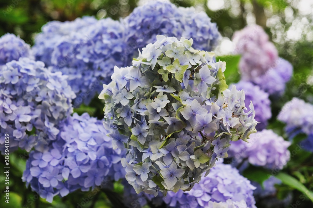 Violet and blue mophead hydrangea, 'Hydrangea macrophylla' bush in flower during the late summer Violet and blue mophead hydrangea, 'Hydrangea macrophylla' bush in flower during the late summer
