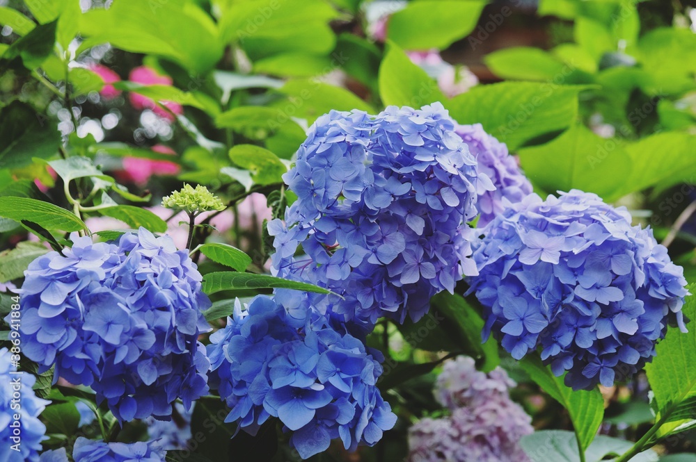 Violet and blue mophead hydrangea, 'Hydrangea macrophylla' bush in flower during the late summer Violet and blue mophead hydrangea, 'Hydrangea macrophylla' bush in flower during the late summer